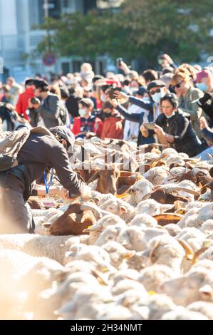 Madrid, Espagne; 24 octobre 2021 : mention de la transhumance dans le centre de Madrid.Moutons et chèvres marchant dans les rues du centre de madrid W Banque D'Images