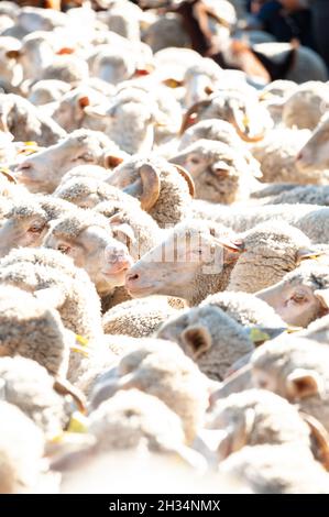 Madrid, Espagne; 24 octobre 2021: Groupe de moutons marchant dans les rues centrales de Madrid le jour de la justification de la transhumance Banque D'Images