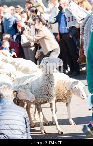 Madrid, Espagne; 24 octobre 2021: Groupe de moutons marchant dans les rues centrales de Madrid le jour de la vanciation de la transhumance, avec peop Banque D'Images