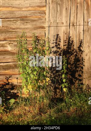 Leonurus en fleurs, moût, moût, oreille de lion, Leonotis nepetifolia, plante médicinale Banque D'Images