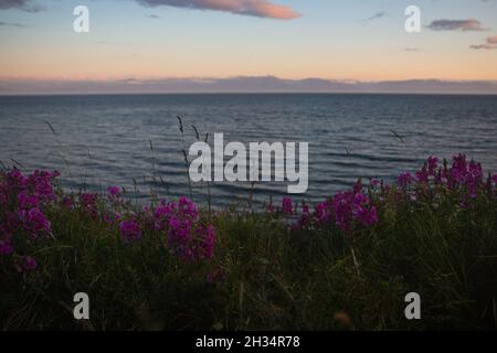 Photographie de fleurs sauvages et de la chaîne de montagnes de l'Olympe de la plage en spirale , victoria, Canada. Banque D'Images