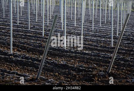 La culture de champs de vigne pour la production de vin dans la région viticole du Palatinat, Allemagne. Banque D'Images