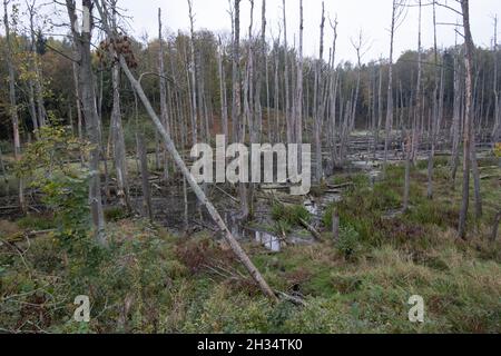 Podlasie, Pologne - 20 octobre 2020 : canards flottants dans le lac Banque D'Images