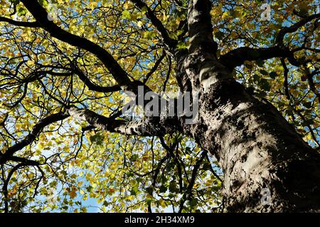 Lumière du soleil sur l'arbre et les branches en automne.Feuilles jaune vif, automnales.Kelvingrove Park Glasgow Banque D'Images