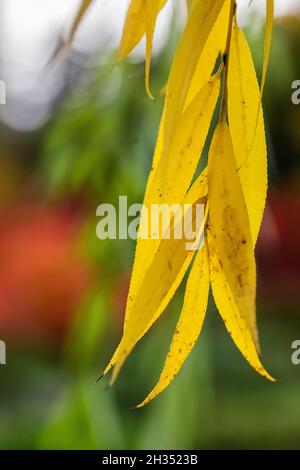 Pleurer les feuilles de saule en automne dans le jardin japonais de Seattle, Seattle, État de Washington, États-Unis Banque D'Images