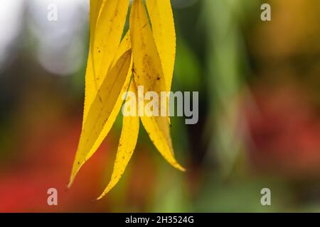 Pleurer les feuilles de saule en automne dans le jardin japonais de Seattle, Seattle, État de Washington, États-Unis Banque D'Images