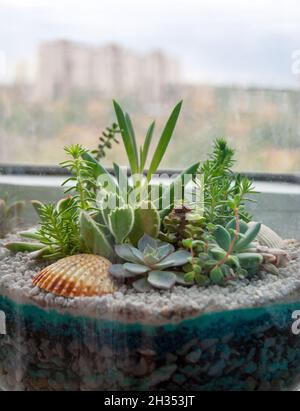 Composition succulente de plantes dans un contenant en verre près de la fenêtre avec silhouette urbaine sur le fond Banque D'Images