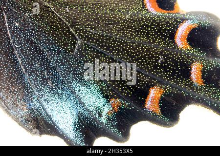 Macro de queue de papillon Papilio bianor à paon commun Banque D'Images
