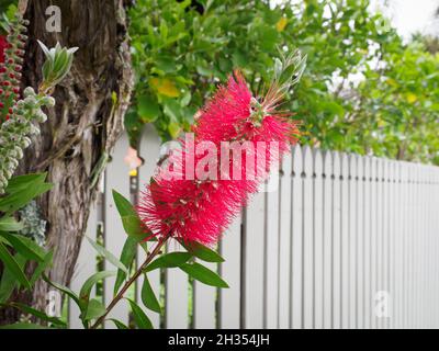 Fleur de cramoisi (Melaleuca citrina) Banque D'Images