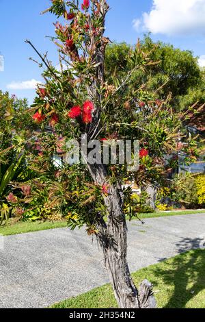 Callistemon viminalis, arbuste à fleurs rouges, à Sydney, en Australie, le jour du printemps Banque D'Images