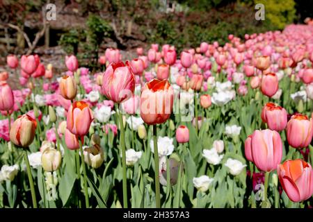 Des rangées de jolis Tulips roses et blancs en fleurs au parc botanique d'Araluen, Perth Australie occidentale Banque D'Images