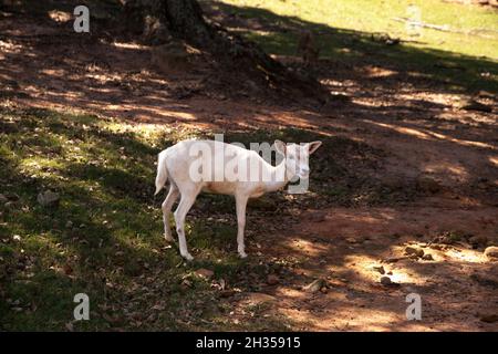 Le cerf blanc Seneca Odocoileus virginianus est une variation rare du cerf de Virginie. Banque D'Images