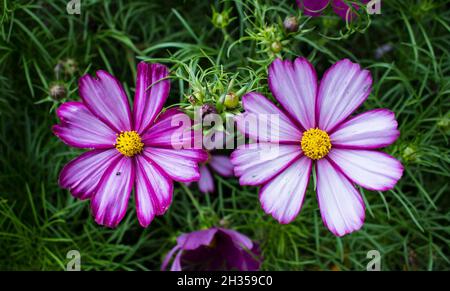 Gros plan des fleurs de Cosmos au Felbrigg Hall Banque D'Images