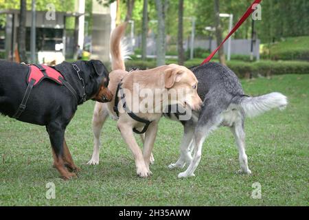 Chiens de différentes races sur le terrain, saluant en se renifant les uns les autres.Concept de socialisation des chiens. Banque D'Images