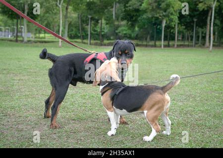 Deux chiens, Beagle et Rottweiler, saluent en renifant les visages les uns des autres.Concept de socialisation des chiens. Banque D'Images