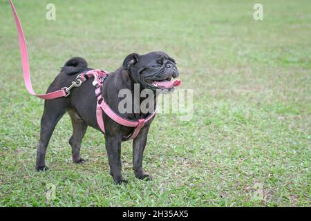 Chien à la pug noire sur le terrain de sport.Vue latérale.Copier l'espace. Banque D'Images