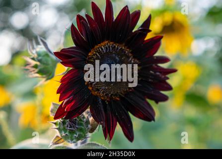 Tournesol rouge.Tournesol rouge foncé dans le jardin. Banque D'Images