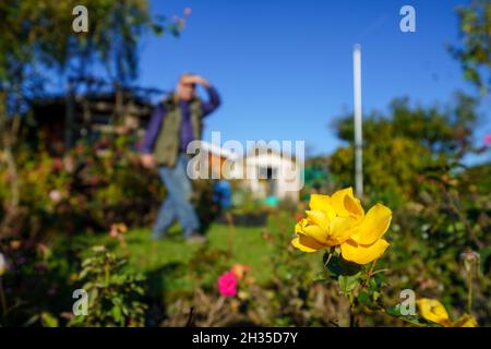 Oberursel, Allemagne.24 octobre 2021.Des fleurs se trouvent dans le jardin de l'allotissement 'Kleingärtnerverein Oberursel'.Une parcelle de terrain de jardin est marquée d'un signe.Les jardins d'allotement et de location à Hesse ont connu un boom.De longues listes d'attente sont le résultat.(Par Nicole Schippers sur "les longues listes d'attente: Les petits et les jardins locatifs deviennent de plus en plus populaires") Credit: Andreas Arnold/dpa/Alay Live News Banque D'Images