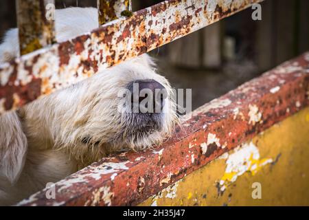 Sans-abri un chien triste et poignant derrière la clôture dans un abri pour animaux en attente de l'adoption du propriétaire de bew.Nez de chien gros plan. Banque D'Images