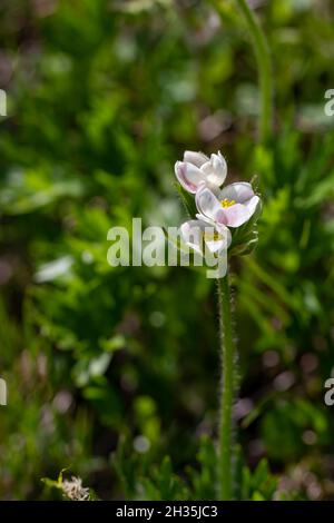 La fleur d'Anemonastrum narcissiflorum en montagne Banque D'Images