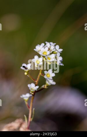 Saxifraga crustata fleur en montagne, macro Banque D'Images