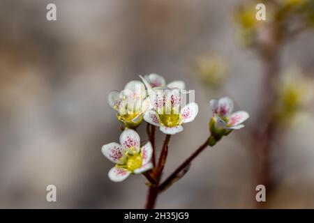 Saxifraga crustata fleur en montagne, macro Banque D'Images