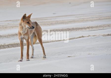 Dingo australien sur la plage de Fraser Island. Banque D'Images