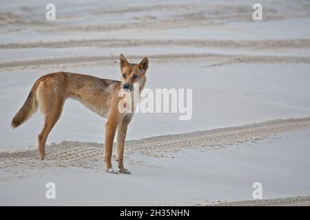 Dingo australien sur la plage de Fraser Island. Banque D'Images