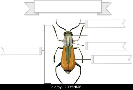 Illustration de l'anatomie externe d'une feuille de travail de brachinus Illustration de Vecteur