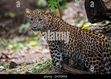 cub de léopard Sri Lankan, Panthera pardus kotiya Banque D'Images