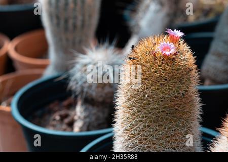 Mammillaria cactus, un type spécial avec de petites fleurs roses, arrière-plan flou Banque D'Images