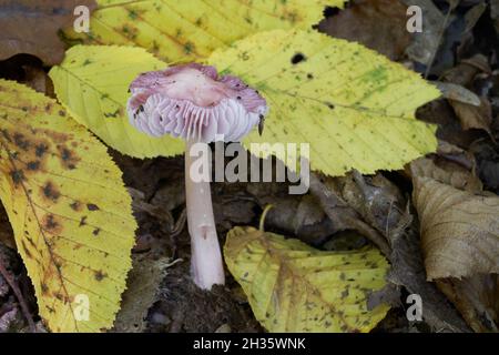 Champignon toxique Mycena rosea dans la forêt décidue.Connu sous le nom de capot rosé.Champignon rose sauvage croissant dans les feuilles jaunes. Banque D'Images