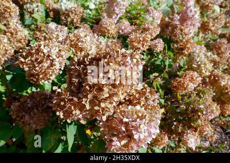 Le temps de l'automne a causé le dessèchement des fleurs d'hortensia dans leur environnement naturel.C'est une partie du jardin dans le domaine de Goclaw qui abrite Wa Banque D'Images