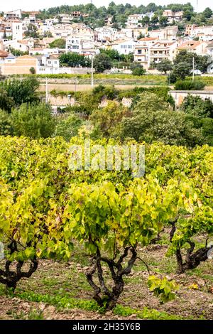 Vignobles au début de l'automne après récolte dans la région viticole de ​​Penedes en Catalogne Espagne Banque D'Images