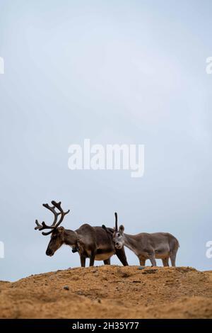 Cerf du Nord en finlande renne bébé Banque D'Images