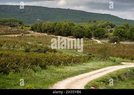 Vignobles au début de l'automne après récolte dans la région viticole de ​​Penedes en Catalogne Espagne Banque D'Images