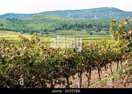 Vignobles au début de l'automne après récolte dans la région viticole de ​​Penedes en Catalogne Espagne Banque D'Images