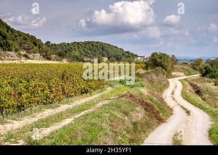 Vignobles au début de l'automne après récolte dans la région viticole de ​​Penedes en Catalogne Espagne Banque D'Images