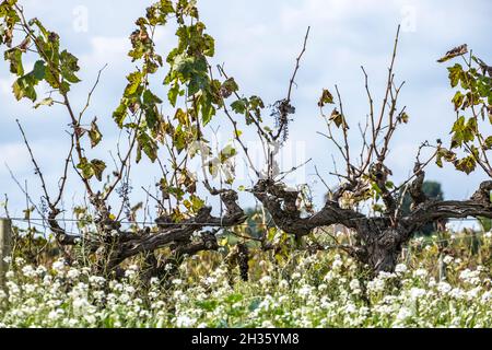 Vignobles au début de l'automne après récolte dans la région viticole de ​​Penedes en Catalogne Espagne Banque D'Images