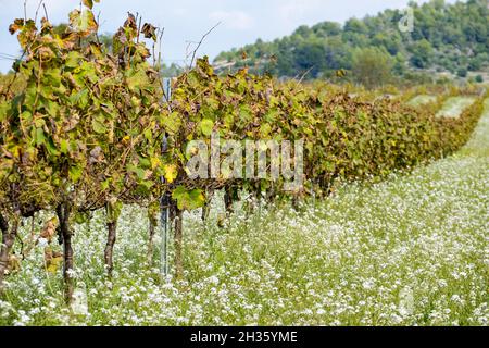 Vignobles au début de l'automne après récolte dans la région viticole de ​​Penedes en Catalogne Espagne Banque D'Images