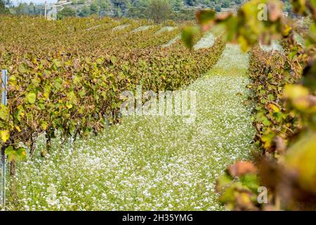 Vignobles au début de l'automne après récolte dans la région viticole de ​​Penedes en Catalogne Espagne Banque D'Images