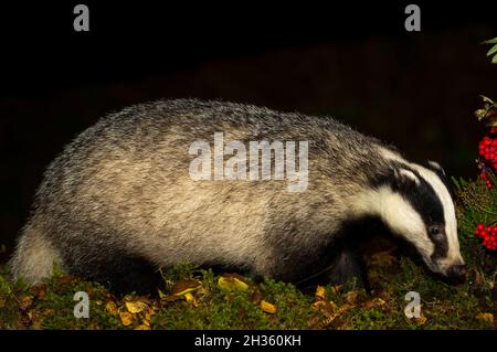 Badger, Nom scientifique: Meles Meles.Le blaireau eurasien sauvage, originaire, se forant dans un habitat naturel des bois la nuit en automne.Gros plan, vers la droite. Banque D'Images