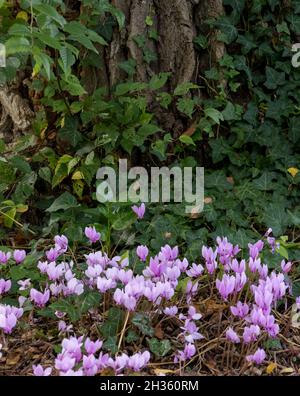 Fleurs roses dans la prairie à côté de l'arbre, le Conservatoire et le jardin botanique de la ville de Genève, Suisse Banque D'Images