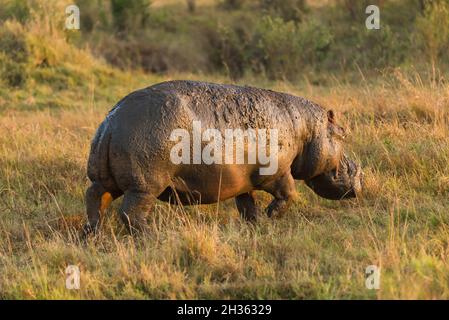 Hippopotame (Hippopotamus amphibius) marchant dans l'herbe au lever du soleil, Masai Mara, Kenya Banque D'Images