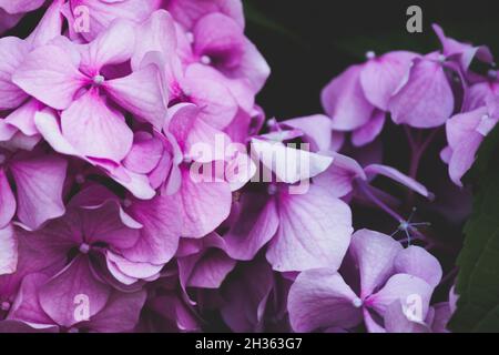 Pétales d'hortensia roses en gros plan.Fond floral. Banque D'Images