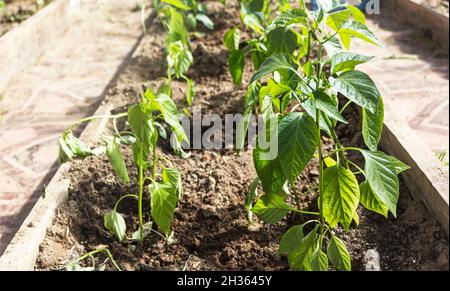 Serre pour la culture de tomates sur sol biologique.Hors de la ville Banque D'Images