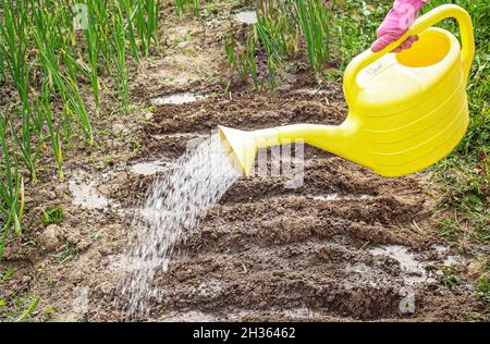 Arrosoir en métal utilisés à l'eau l'herbe verte Banque D'Images