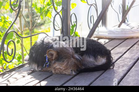 Un chien dort sur les planches de la véranda.Une journée ensoleillée à la datcha.Animaux de compagnie.Les chiens sont des amis des gens Banque D'Images