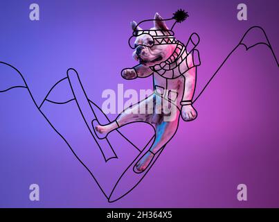 Œuvres d'art.Un joli petit chien, bulldog ski isolé sur fond de studio rose fluo dégradé bleu avec dessins. Banque D'Images