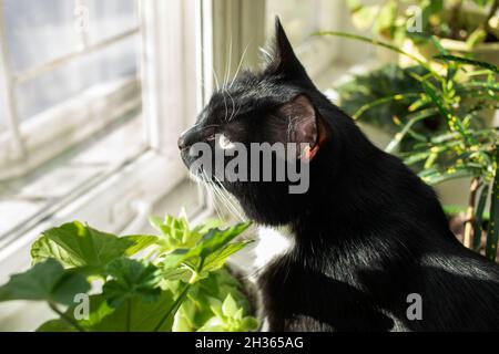 Chat noir et blanc assis près d'une fenêtre ensoleillée entourée de plantes vertes et regardant dehors.Orientation horizontale.Mise au point sélective.Vue latérale. Banque D'Images